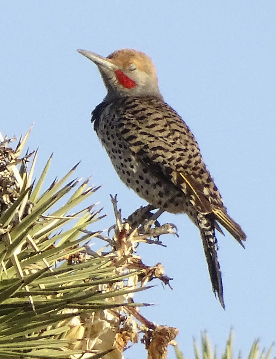 Gilded Flicker - ML333163951