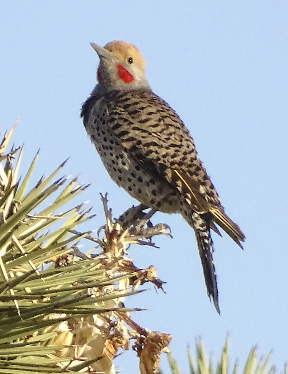 Gilded Flicker - ML333163971