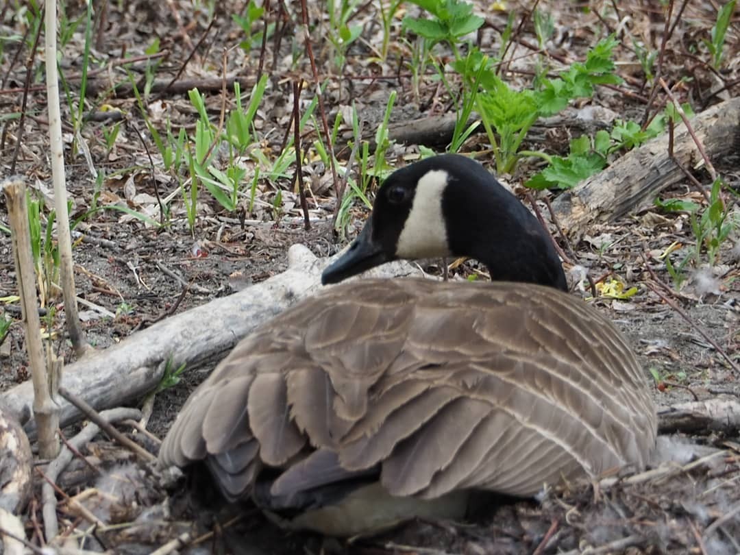 Canada Goose - ML333165611