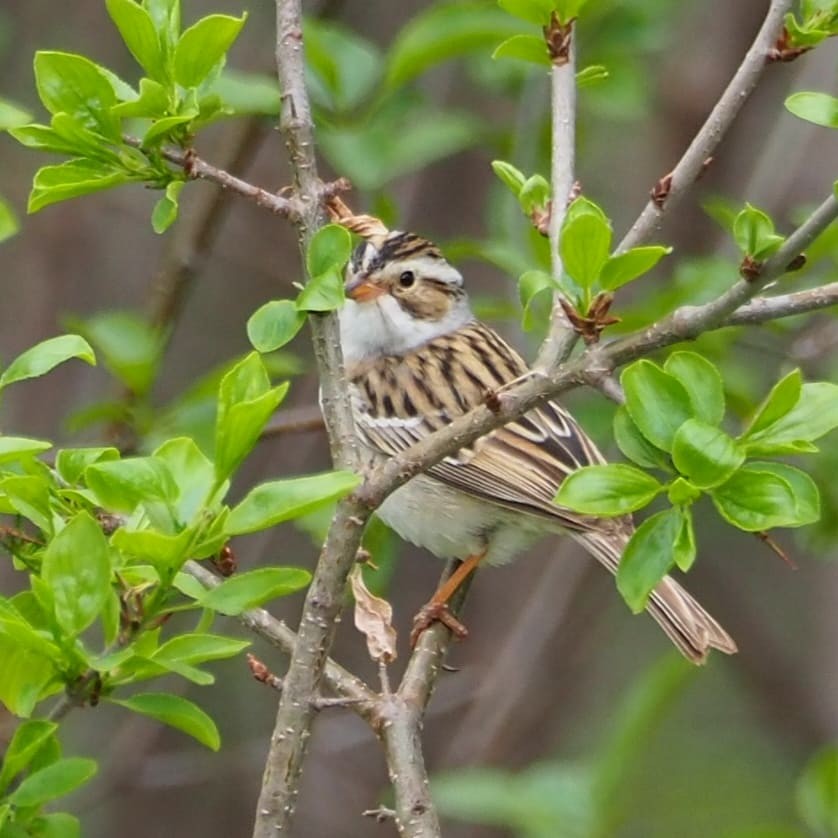 Clay-colored Sparrow - ML333166091