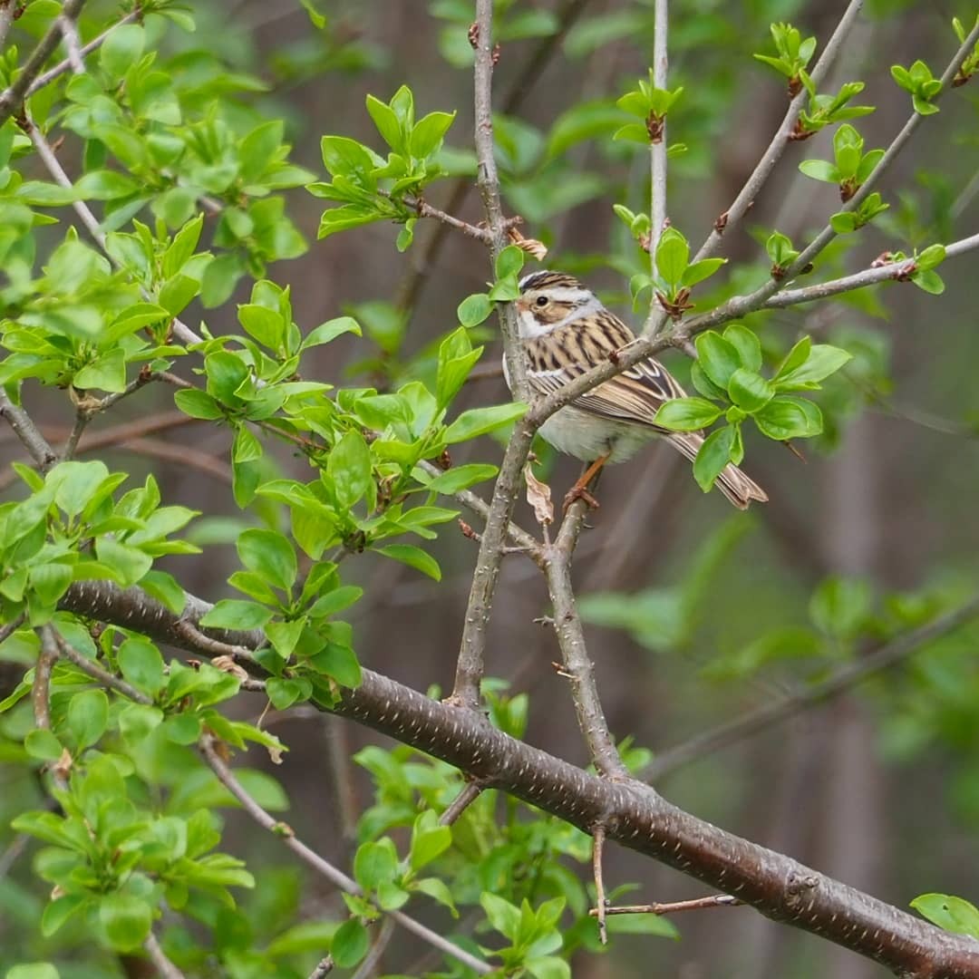 Clay-colored Sparrow - ML333166291