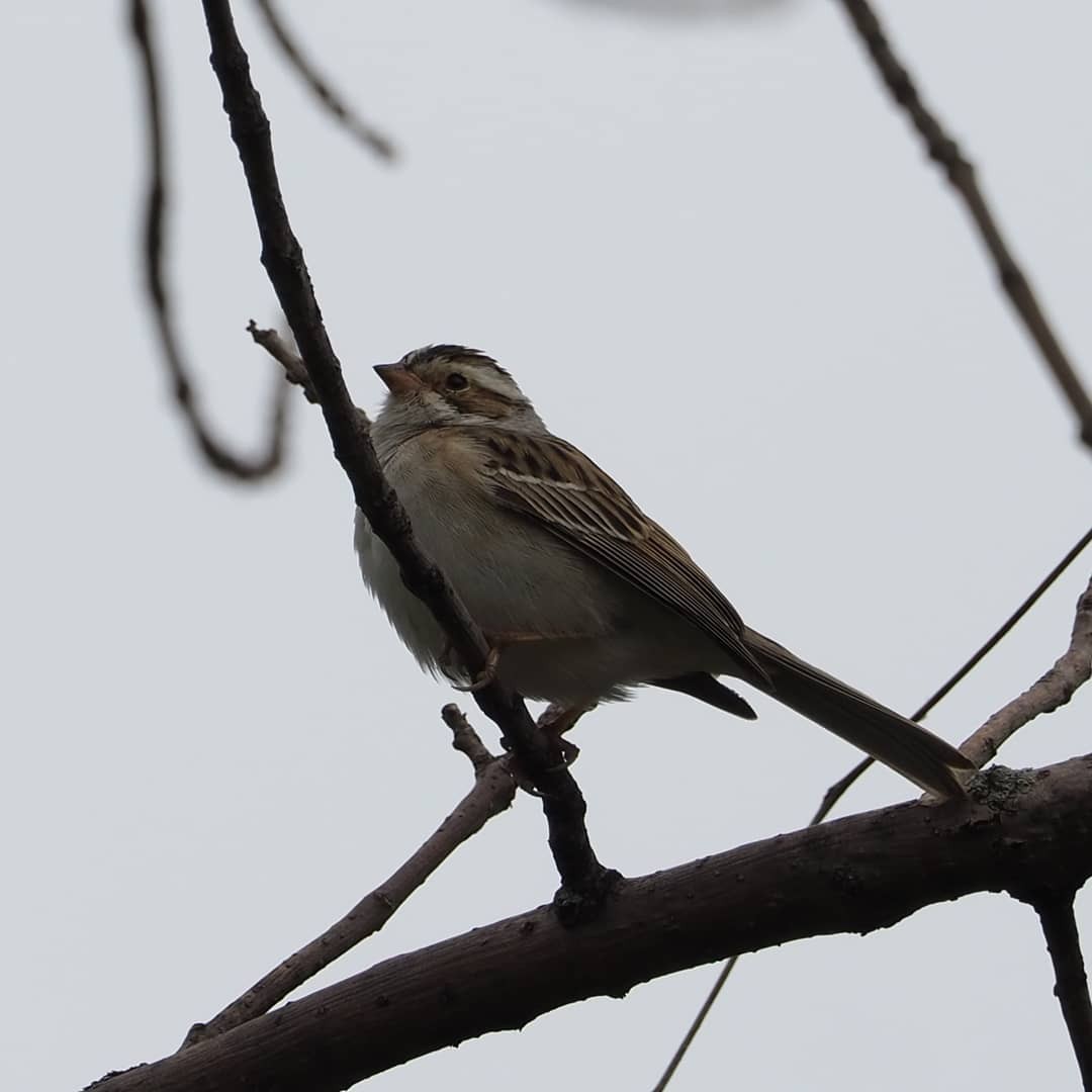 Clay-colored Sparrow - ML333166421