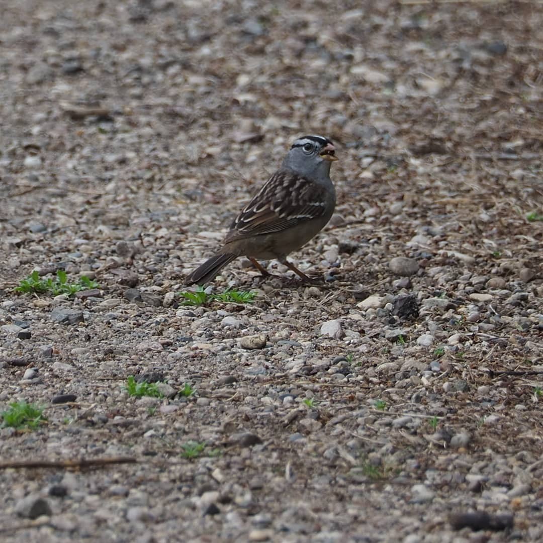 White-crowned Sparrow - ML333167071