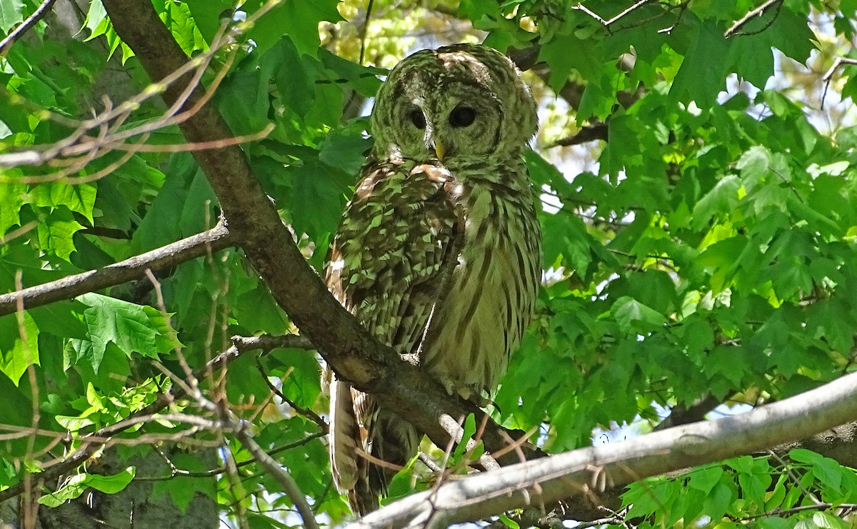 Barred Owl - ML333167301