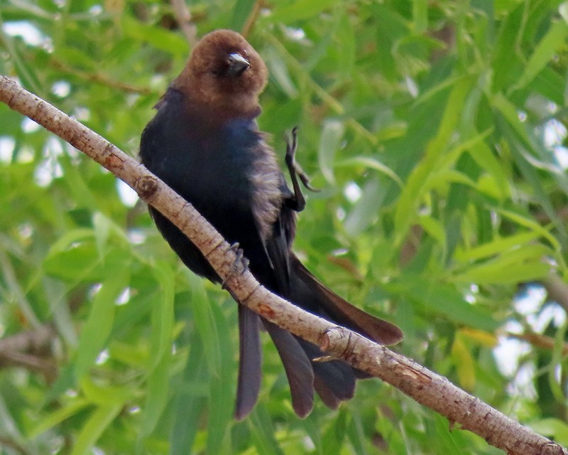 Brown-headed Cowbird - ML333167431