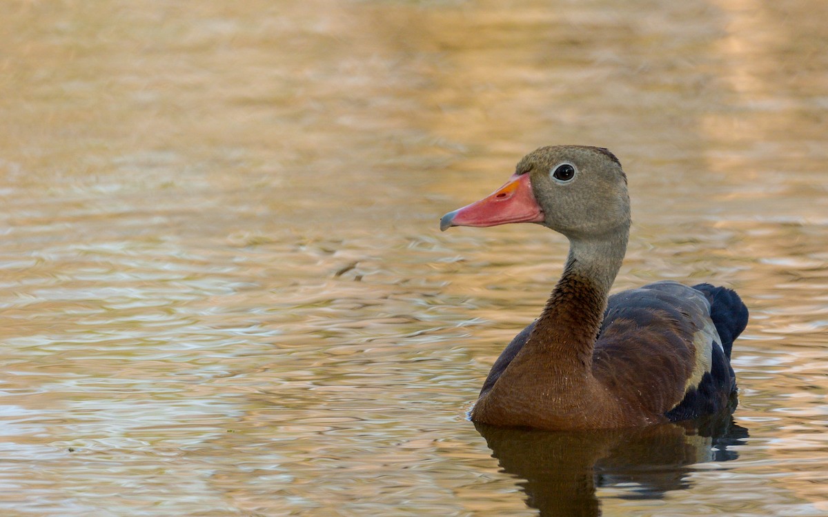 Black-bellied Whistling-Duck - Luis Trinchan