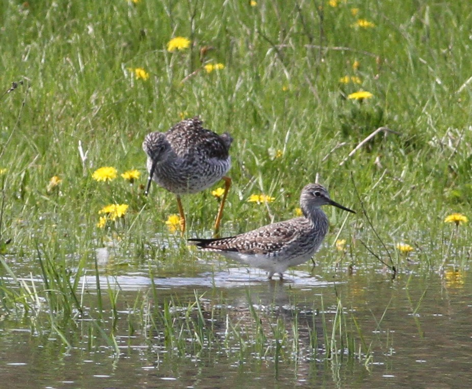 Lesser Yellowlegs - ML333168381