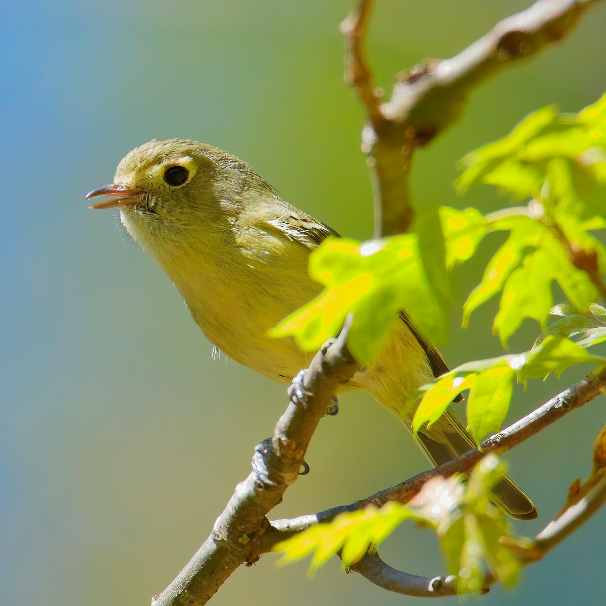 Vireo de Hutton - ML333169011