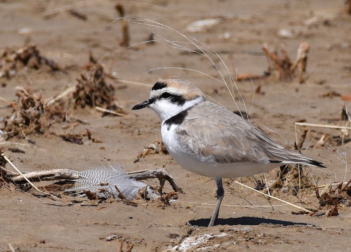 Snowy Plover - Steven Mlodinow