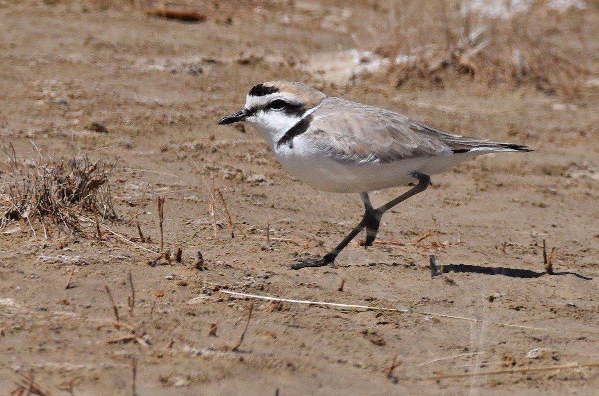 Snowy Plover - Steven Mlodinow