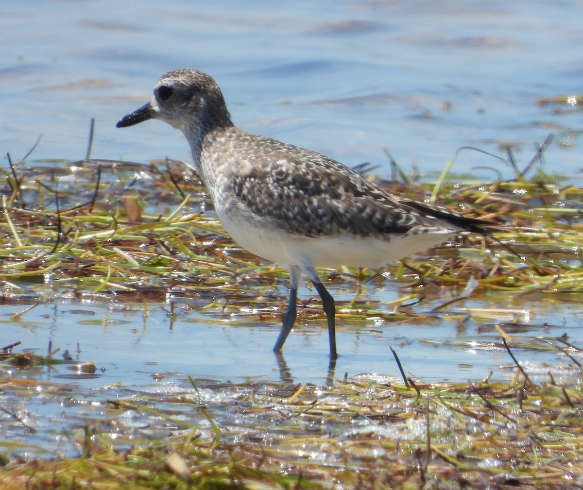 Black-bellied Plover - ML333171181