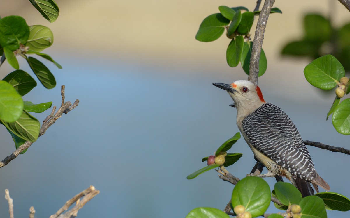 Golden-fronted Woodpecker (Velasquez's) - ML333171231