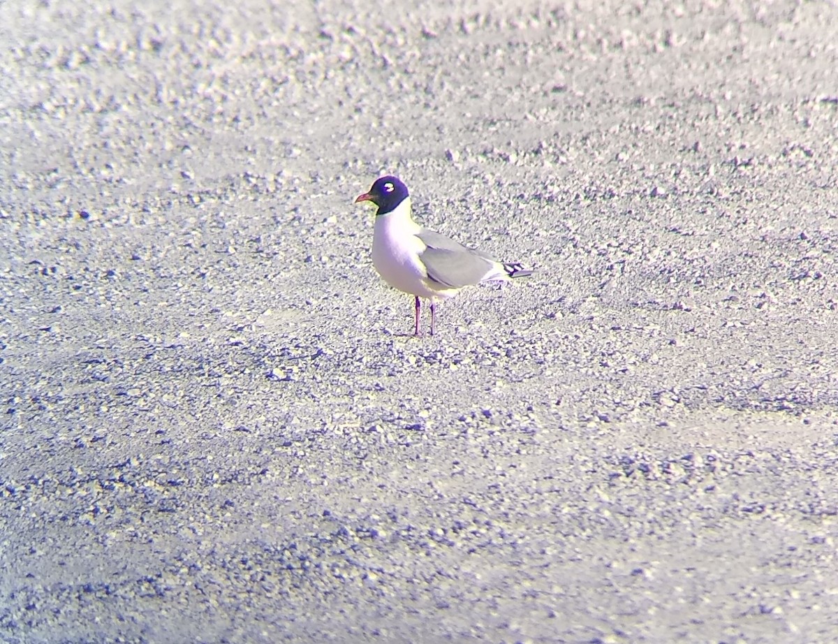 Franklin's Gull - ML333171261