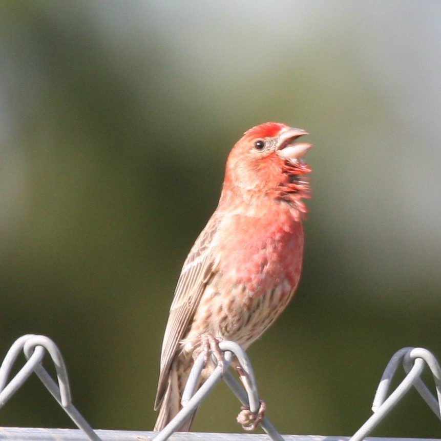 House Finch - Terry Martin