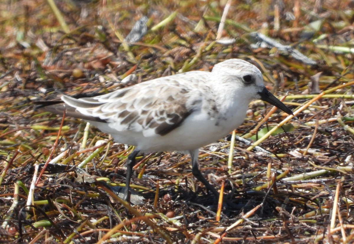 Гурвалж элсэг - ML333172001