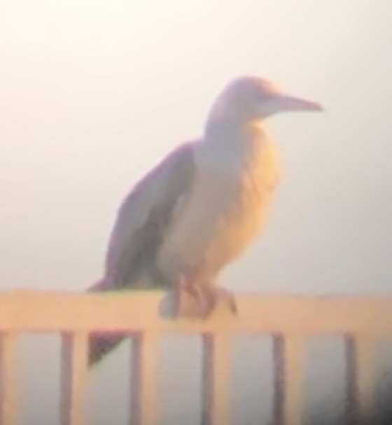 Red-footed Booby - ML333173731