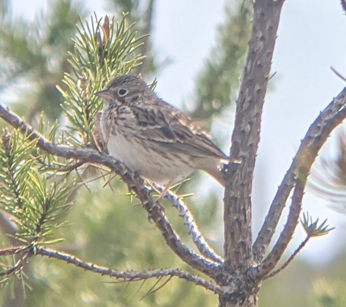 Vesper Sparrow - ML333175571