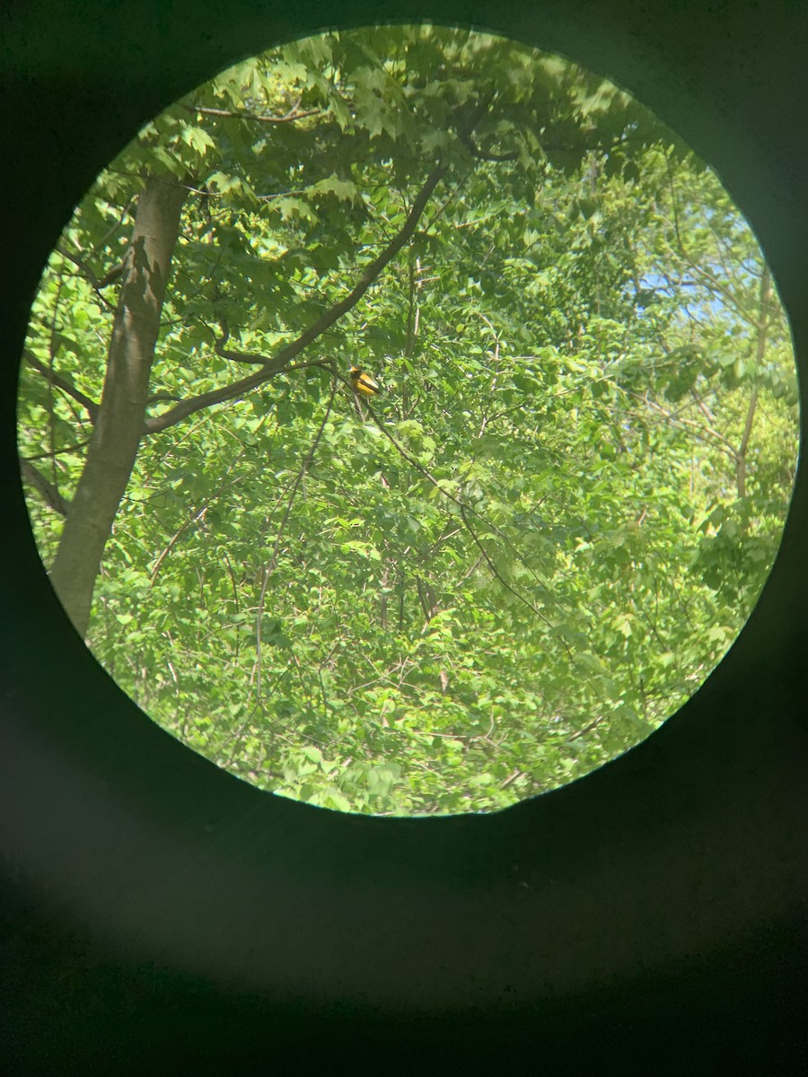 Evening Grosbeak - ML333176791