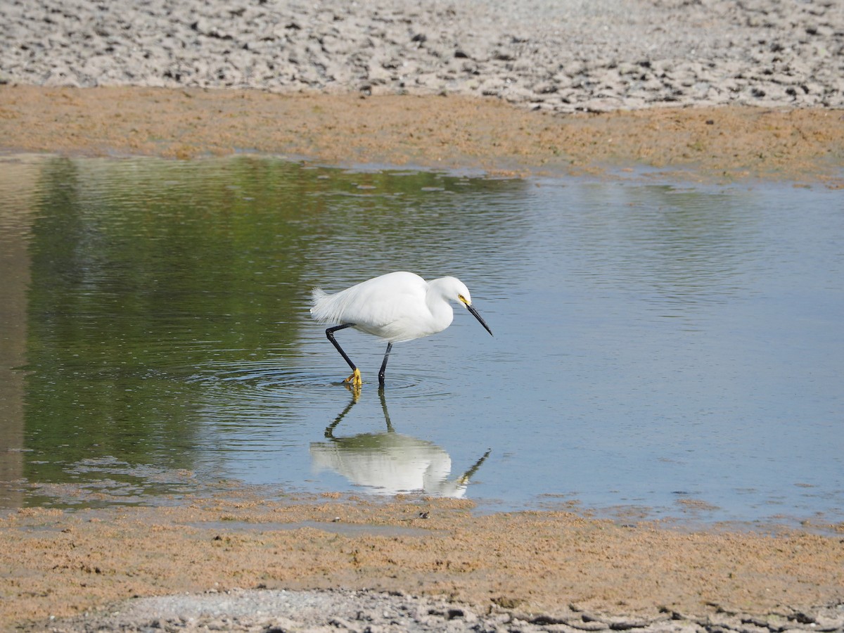 Snowy Egret - ML333177311