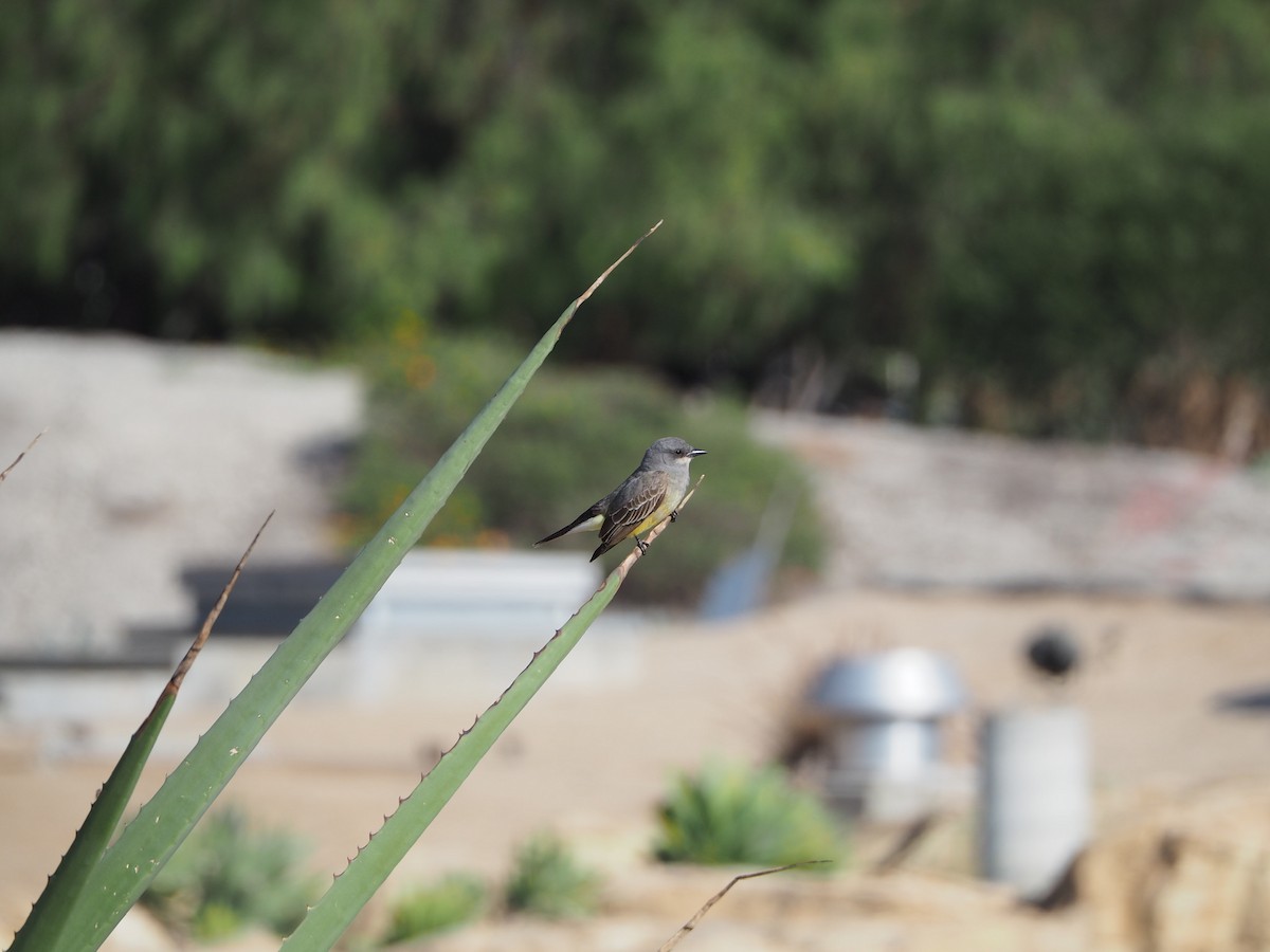 Cassin's Kingbird - ML333177611