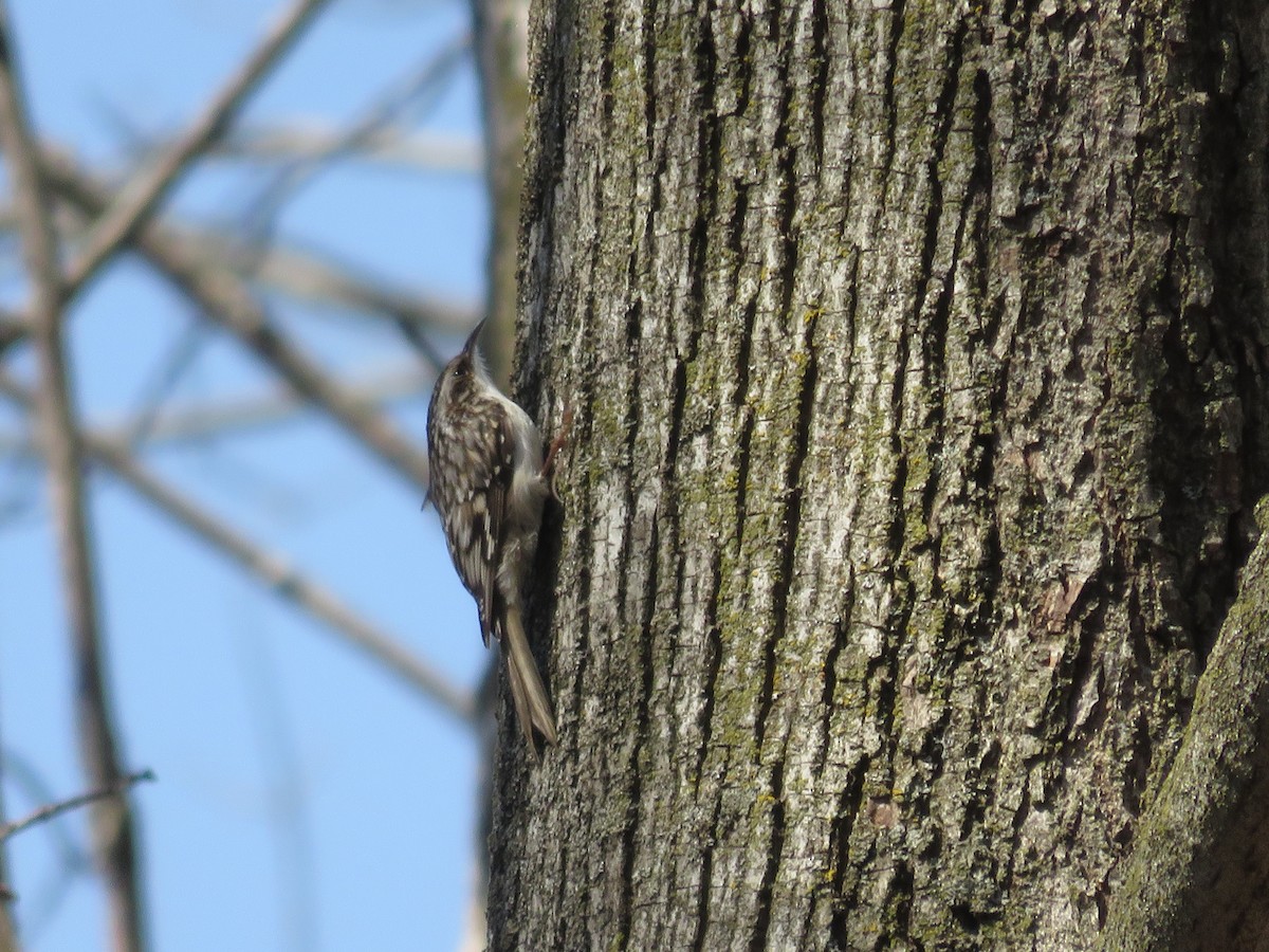 Brown Creeper - ML333177781