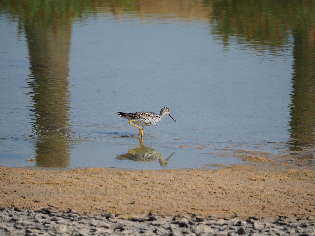 Greater Yellowlegs - ML333177871