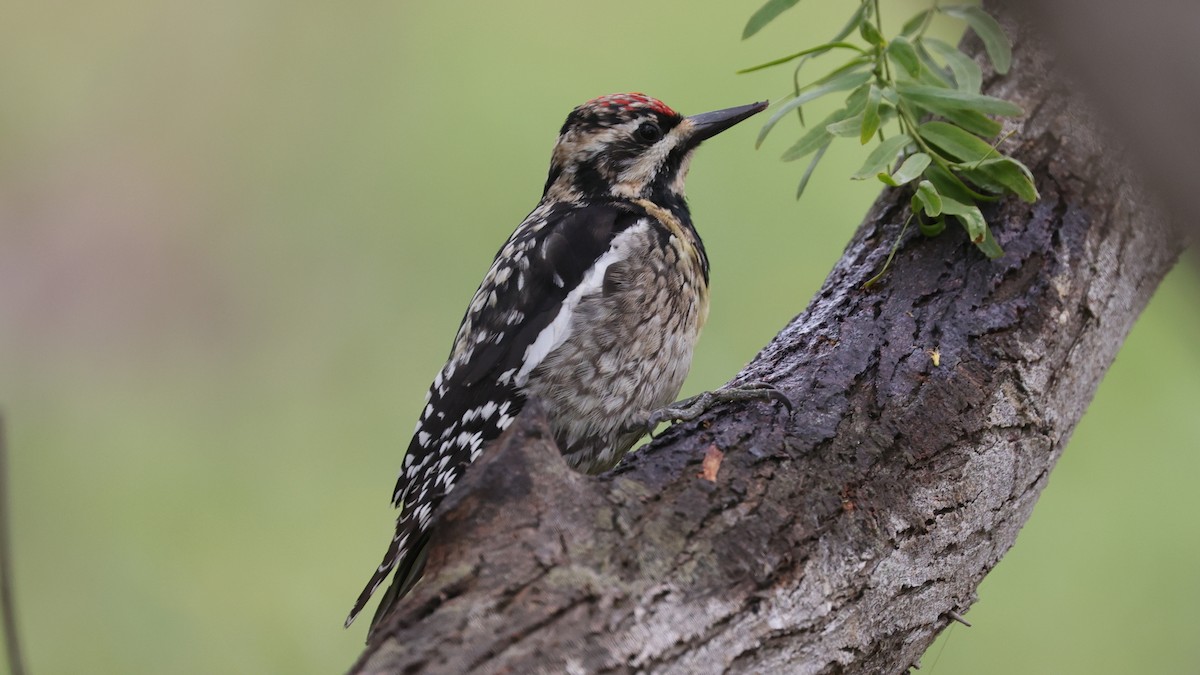 Yellow-bellied Sapsucker - ML333178251