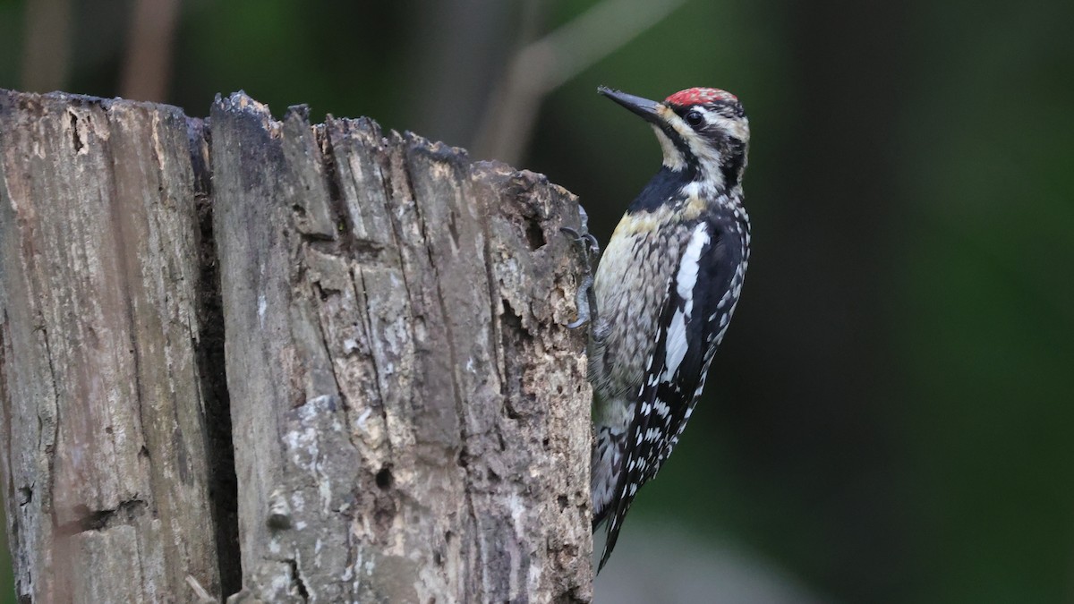 Yellow-bellied Sapsucker - ML333178321