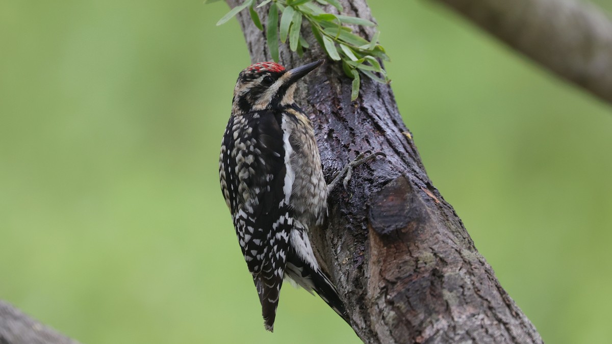 Yellow-bellied Sapsucker - Curtis McCamy