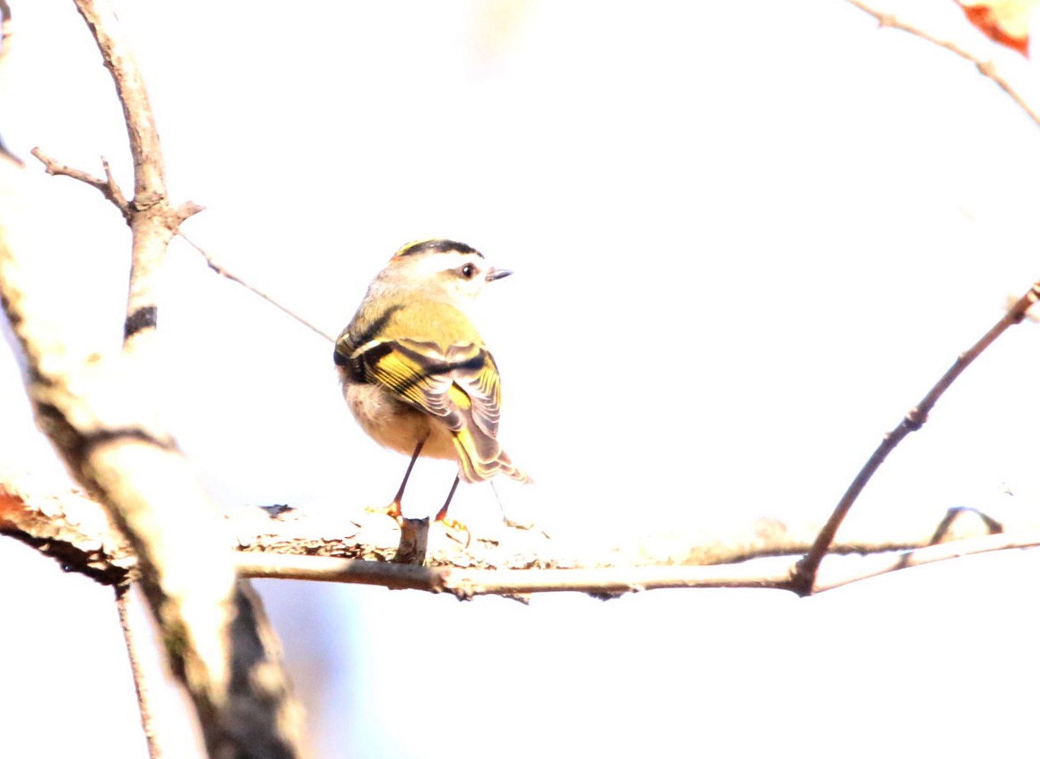 Golden-crowned Kinglet - ML333178481