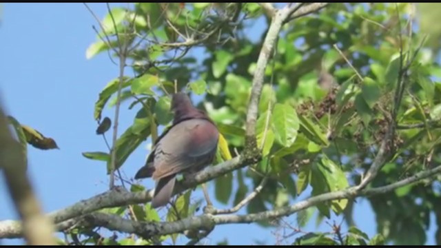 Red-billed Pigeon - ML333178751