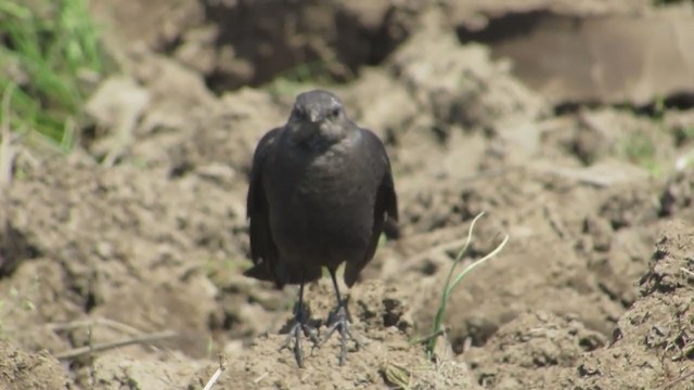 Brewer's Blackbird - ML333179691