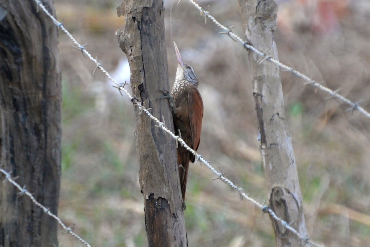 Straight-billed Woodcreeper - ML333180511