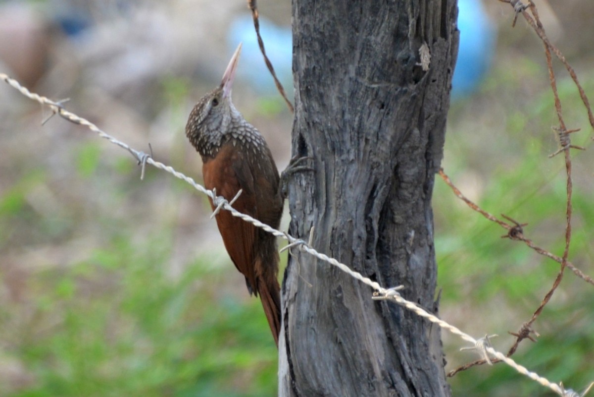 Straight-billed Woodcreeper - ML333180521