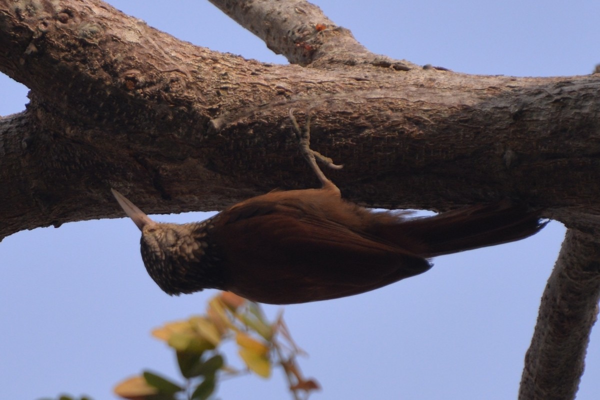 Straight-billed Woodcreeper - ML333180531