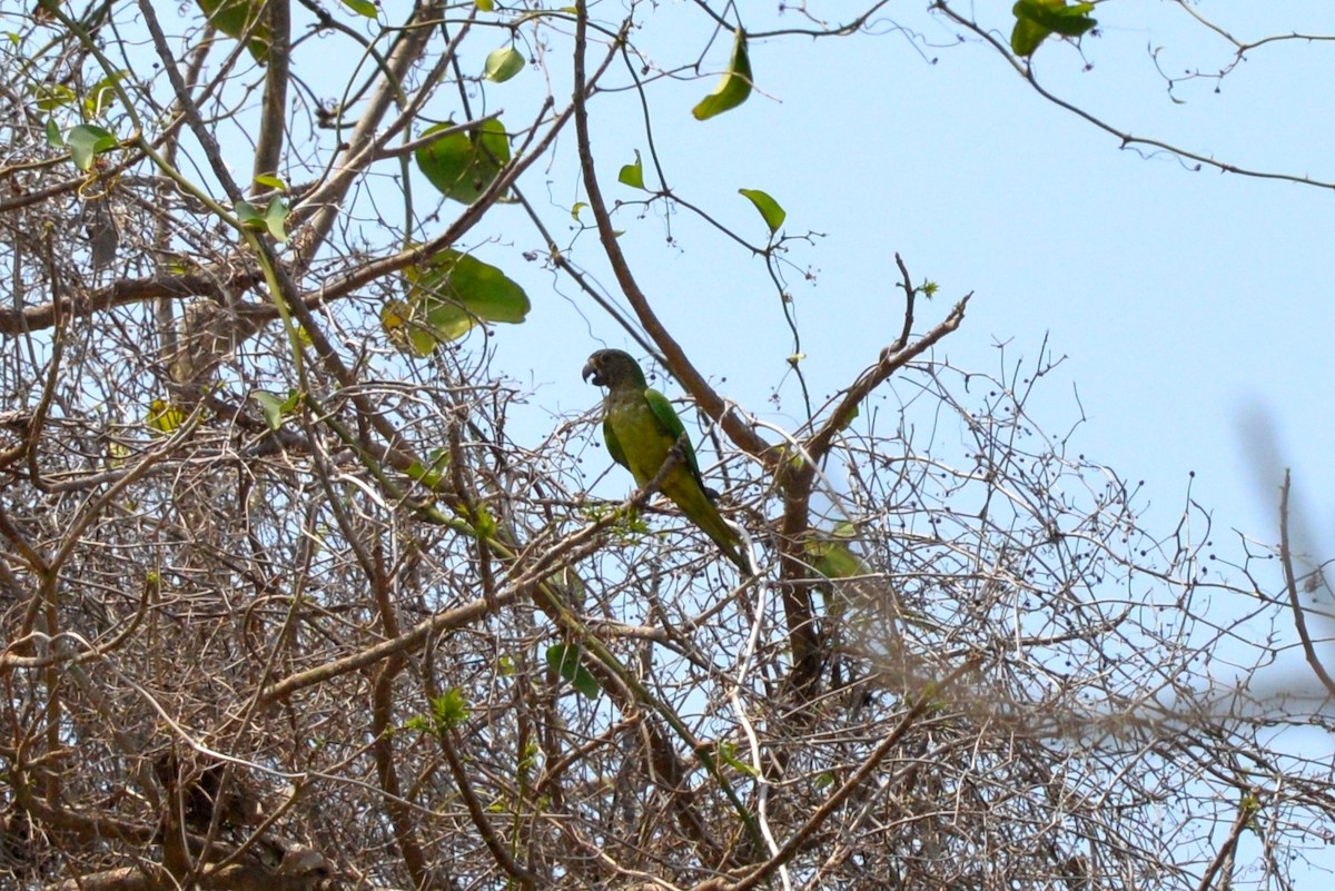 Brown-throated Parakeet - ML333180921