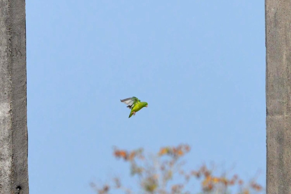 Spectacled Parrotlet - ML333181311