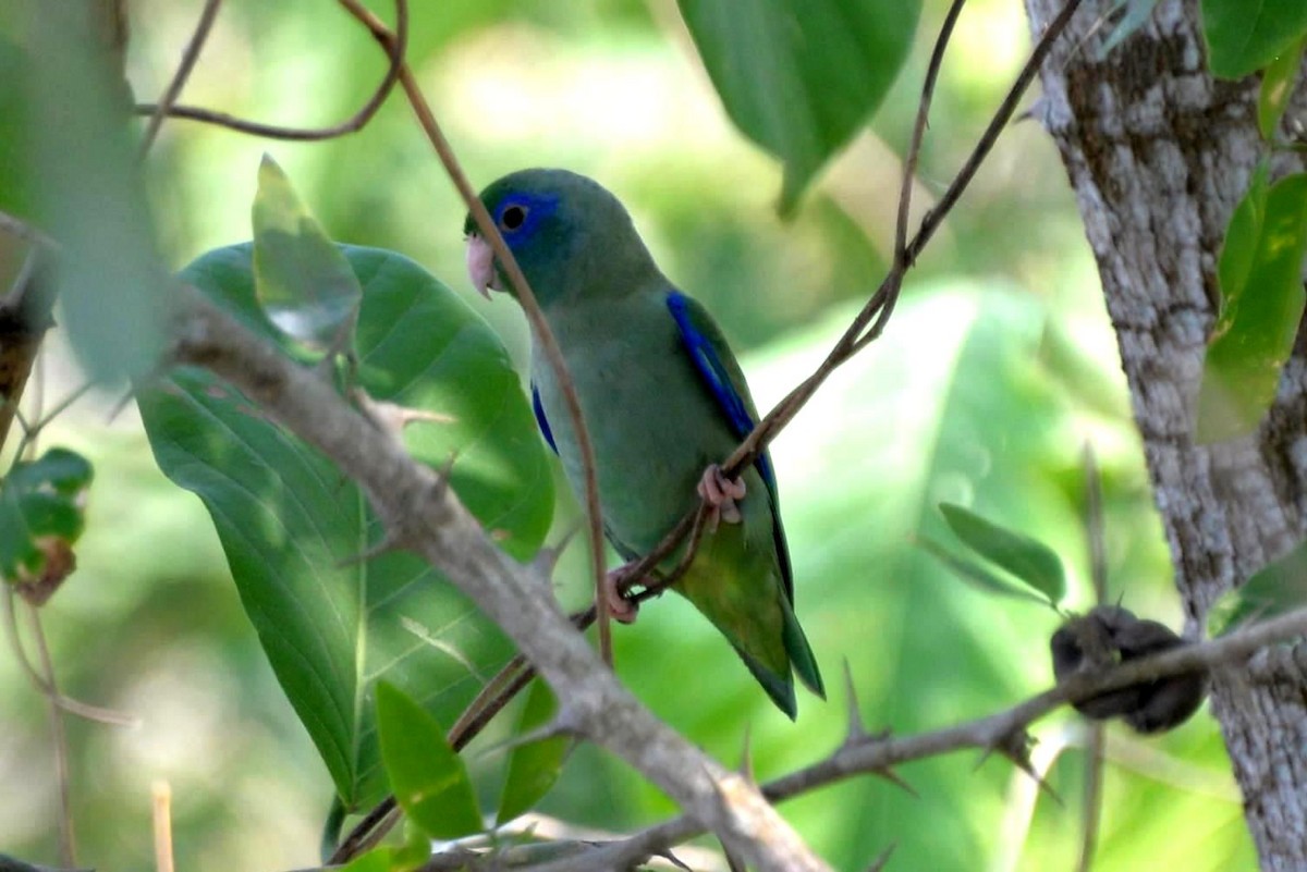 Spectacled Parrotlet - ML333181321