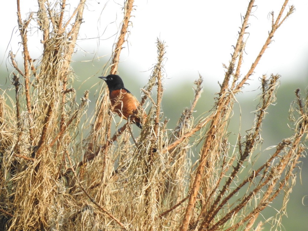 Orchard Oriole - ML333181771