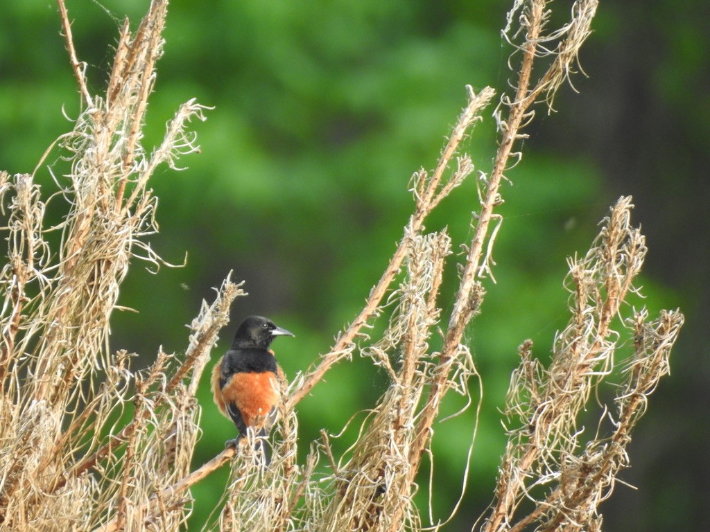 Orchard Oriole - ML333181851
