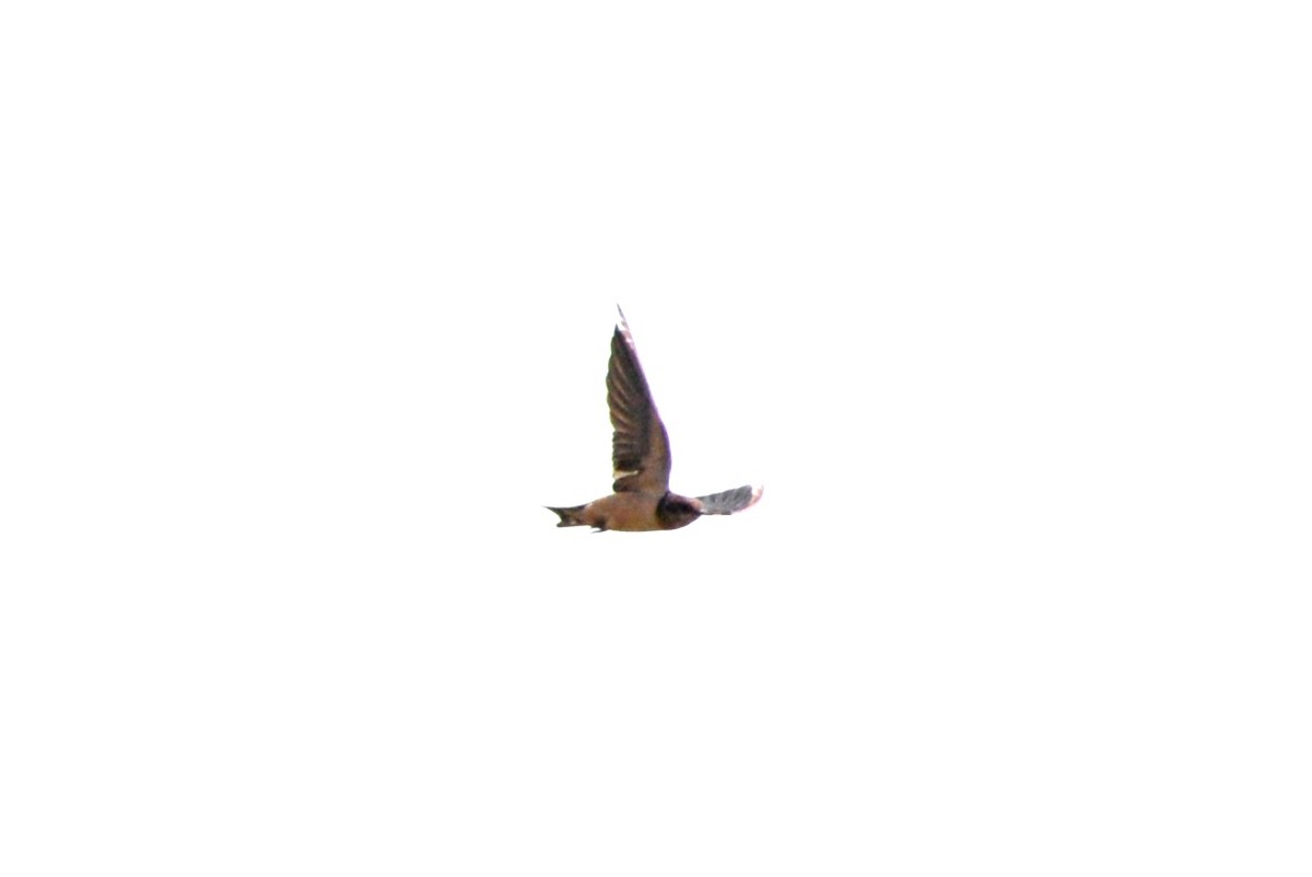 Barn Swallow - ML333183171
