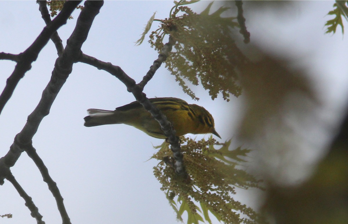 Prairie Warbler - Tom Smith