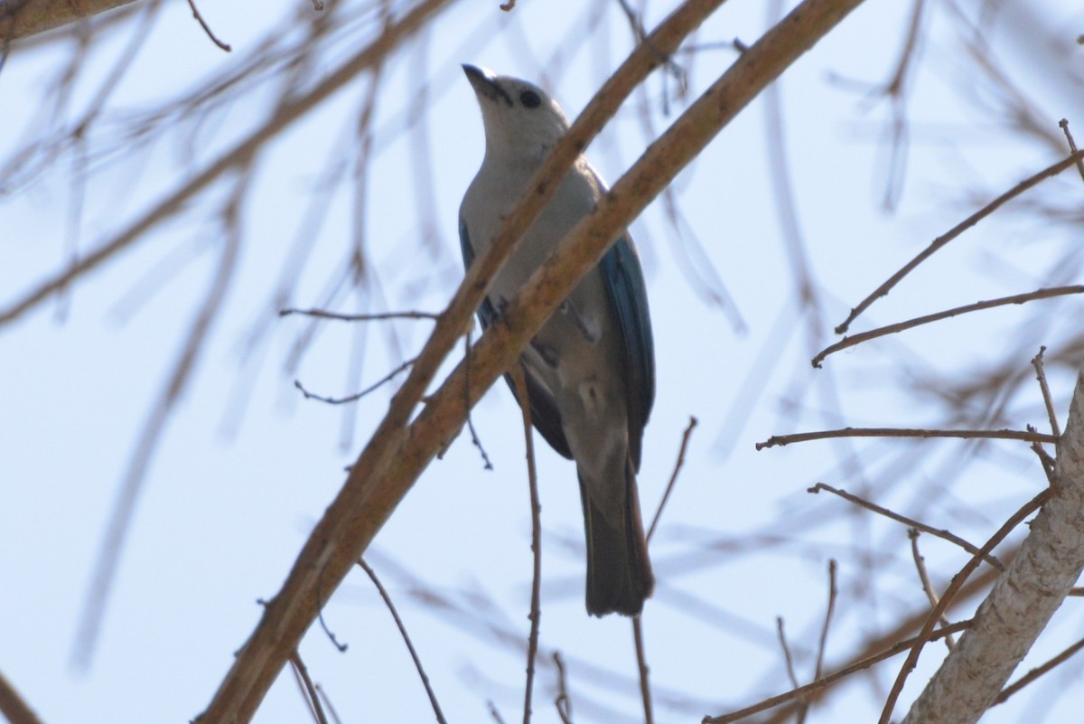 Blue-gray Tanager - ML333183841