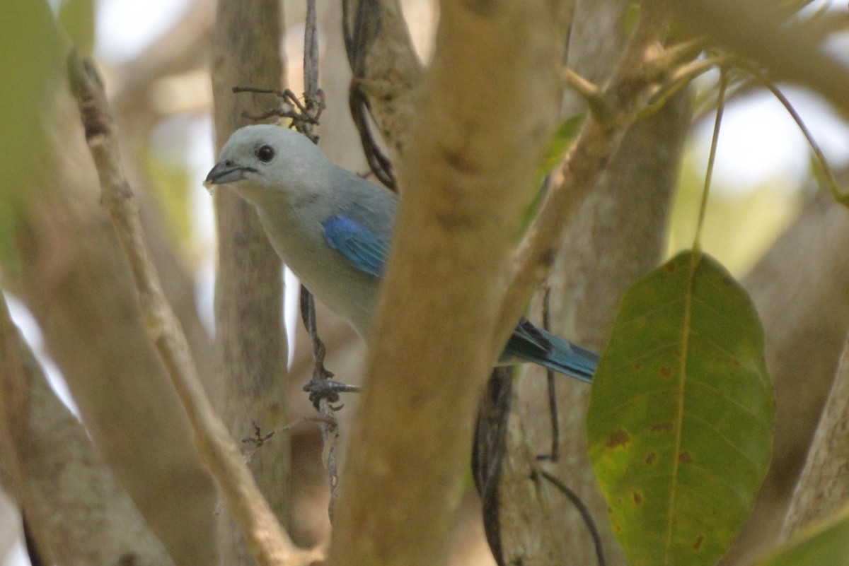 Blue-gray Tanager - ML333183851