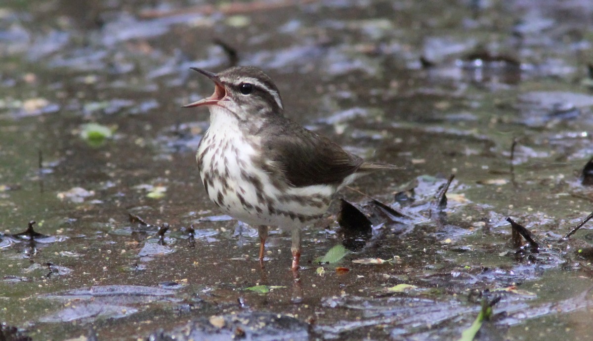 Louisiana Waterthrush - Tom Smith