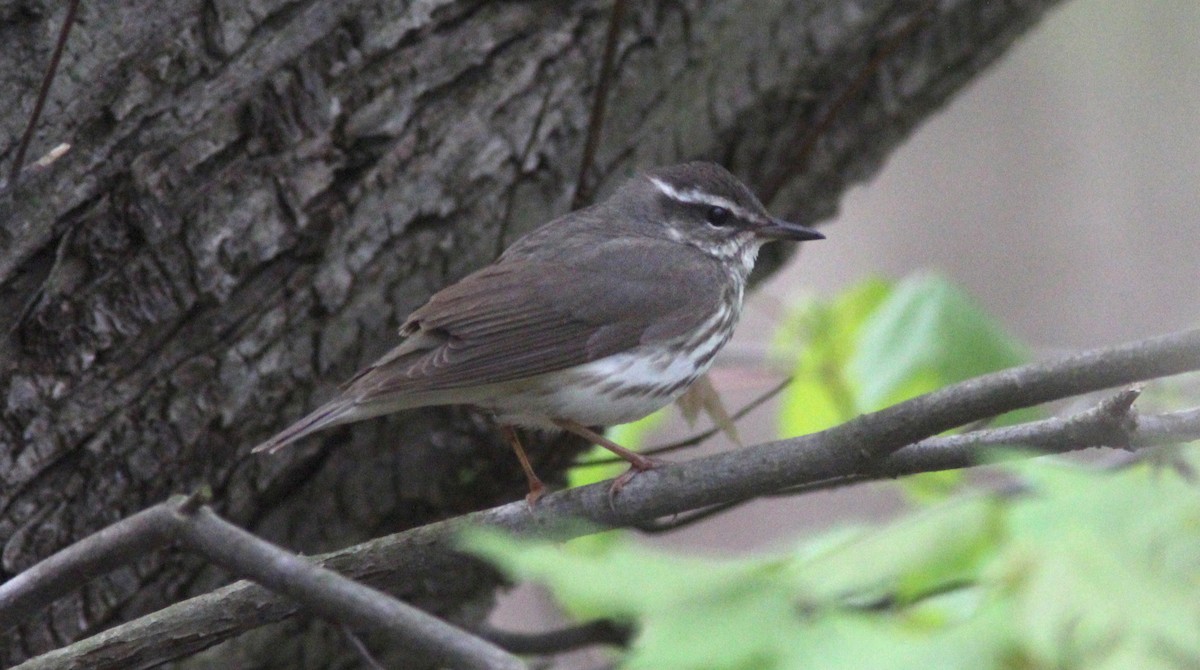 Louisiana Waterthrush - Tom Smith