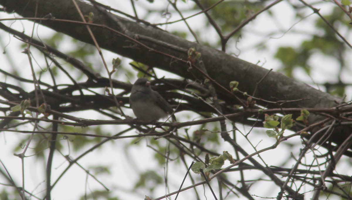 Junco ardoisé - ML333184061