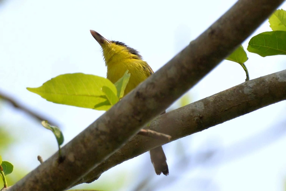 Common Tody-Flycatcher - ML333184101