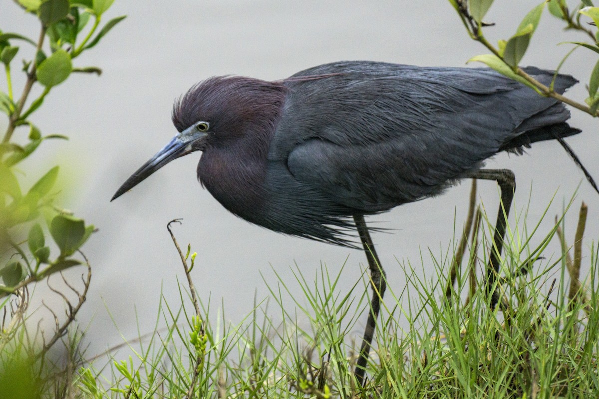 Little Blue Heron - Nikolas Orton