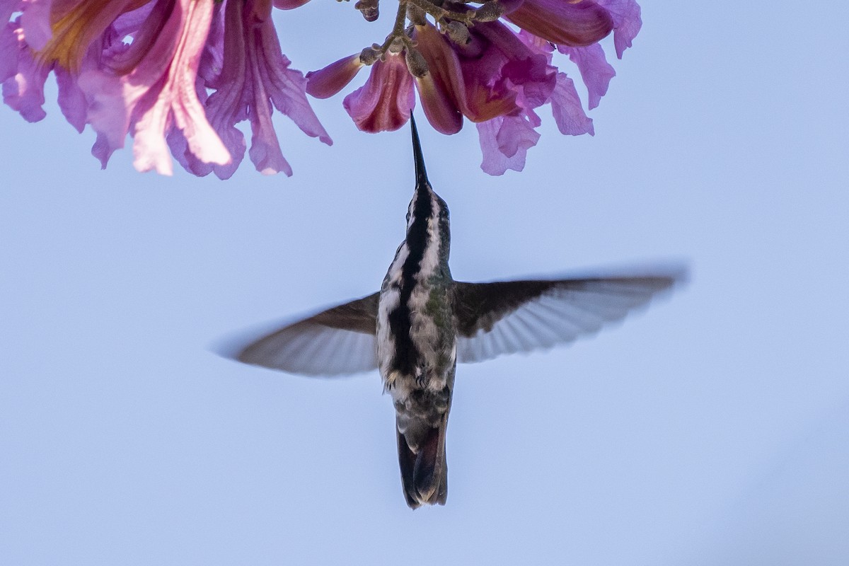 kolibřík tropický - ML333186331